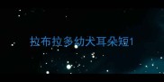 拉布拉多幼犬耳朵短