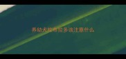 养幼犬拉布拉多该注意什么
