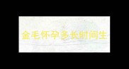 金毛怀孕多长时间生