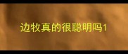 边牧真的很聪明吗