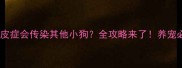 小狗脓皮症会传染其他小狗全攻略来了养宠必看
