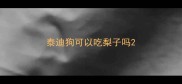 泰迪狗可以吃梨子吗