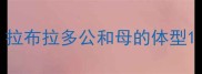拉布拉多公和母的体型