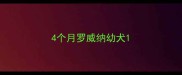 4个月罗威纳幼犬
