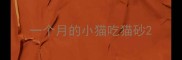 一个月的小猫吃猫砂