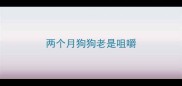 两个月狗狗老是咀嚼