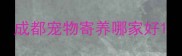 成都宠物寄养哪家好