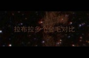 拉布拉多个金毛对比