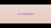 怎么判定猫咪发烧