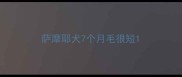 萨摩耶犬7个月毛很短