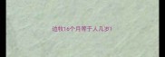 边牧16个月等于人几岁