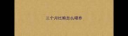 三个月比熊怎么喂养