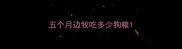 五个月边牧吃多少狗粮