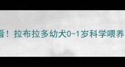新手必看拉布拉多幼犬0-1岁科学喂养全攻略