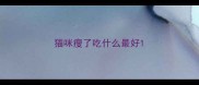 猫咪瘦了吃什么最好