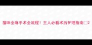 猫咪全麻手术全流程主人必看术后护理指南
