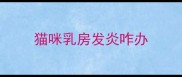 猫咪乳房发炎咋办