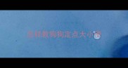 怎样教狗狗定点大小便