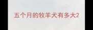 五个月的牧羊犬有多大