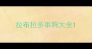 拉布拉多串狗大全