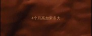 4个月高加索多大