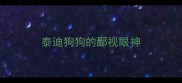 泰迪狗狗的鄙视眼神