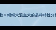 边牧蝴蝶犬混血犬的品种特性分析