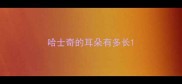 哈士奇的耳朵有多长