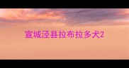 宣城泾县拉布拉多犬
