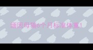 缅因母猫6个月标准体重