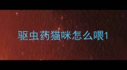 驱虫药猫咪怎么喂