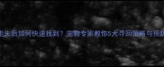 猫咪走失后如何快速找到宠物专家教你5大寻回策略与预防指南