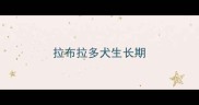 拉布拉多犬生长期