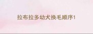 拉布拉多幼犬换毛顺序