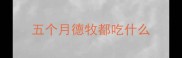 五个月德牧都吃什么
