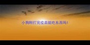 小狗刚打完疫苗能吃东西吗