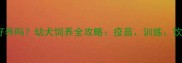 五个月大的狗好养吗幼犬饲养全攻略疫苗训练饮食与常见问题