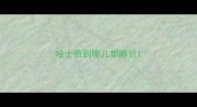 哈士奇到哪儿都睡觉