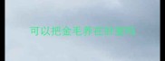 可以把金毛养在卧室吗