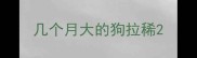 几个月大的狗拉稀