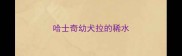 哈士奇幼犬拉的稀水