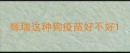 辉瑞这种狗疫苗好不好