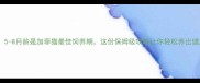 新手必看5-8月龄是加菲猫最佳饲养期这份保姆级攻略让你轻松养出健康美猫