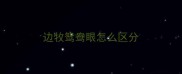 边牧鸳鸯眼怎么区分