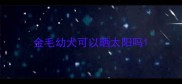 金毛幼犬可以晒太阳吗
