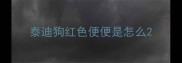 泰迪狗红色便便是怎么