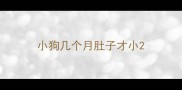 小狗几个月肚子才小