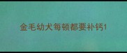 金毛幼犬每顿都要补钙