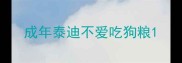 成年泰迪不爱吃狗粮