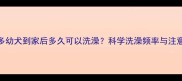 拉布拉多幼犬到家后多久可以洗澡科学洗澡频率与注意事项全